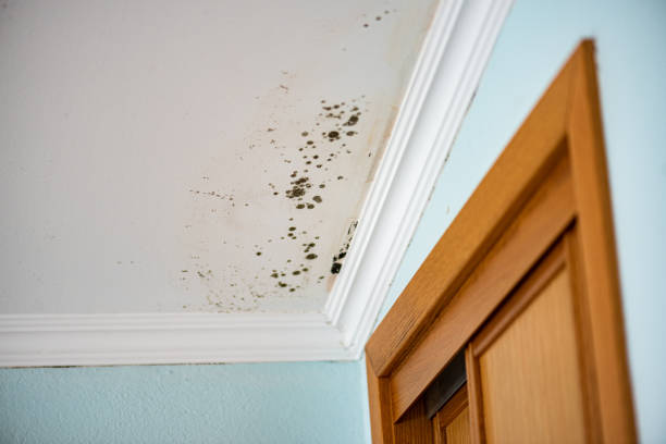 Best Professional Mold Removal  in Port Republic, NJ