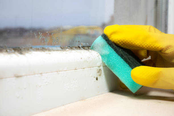 Best Certified Mold Removal  in Port Republic, NJ