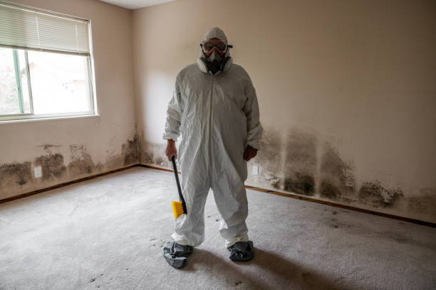 Best Black Mold Removal  in Port Republic, NJ