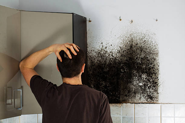 Best Commercial Mold Removal  in Port Republic, NJ