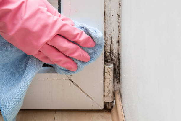 Mold Removal Process in Port Republic, NJ